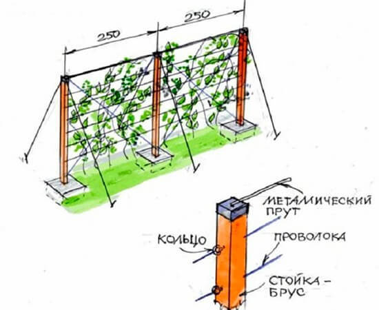 Схема размещения шпалерных столбов для винограда Схема размещения шпалерных столбов для винограда